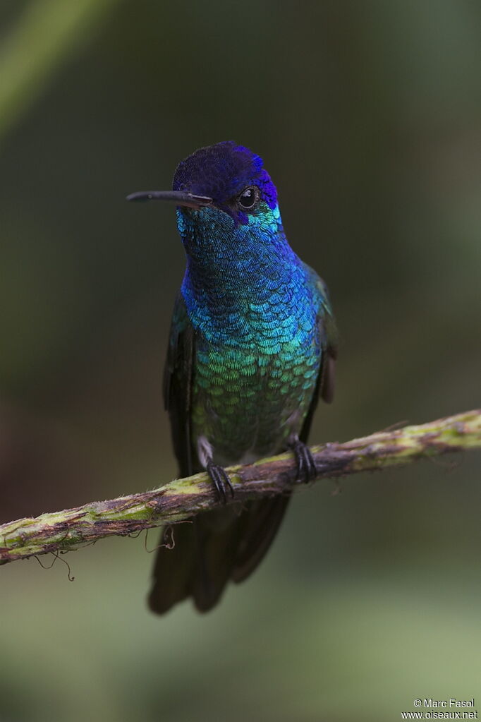 Golden-tailed Sapphire male, adult, identification
