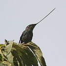 Colibri porte-épée