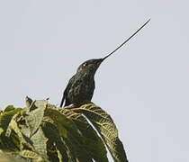 Sword-billed Hummingbird