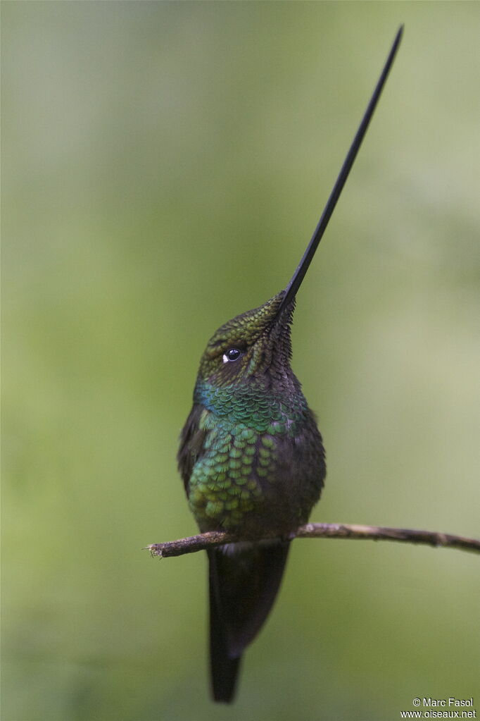 Sword-billed Hummingbird male adult, identification