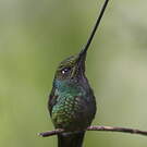 Colibri porte-épée