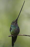 Sword-billed Hummingbird