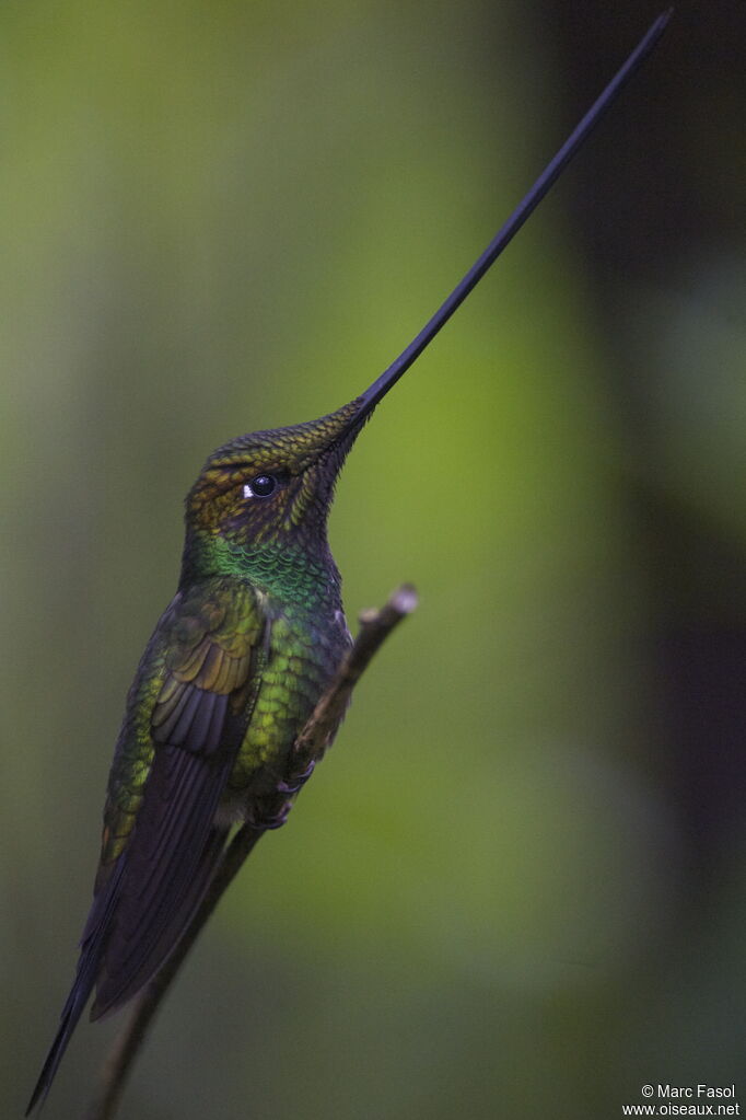 Colibri porte-épée mâle adulte, identification