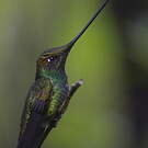 Colibri porte-épée