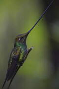 Sword-billed Hummingbird