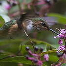 Colibri scintillant