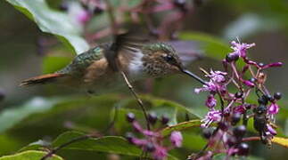 Colibri scintillant