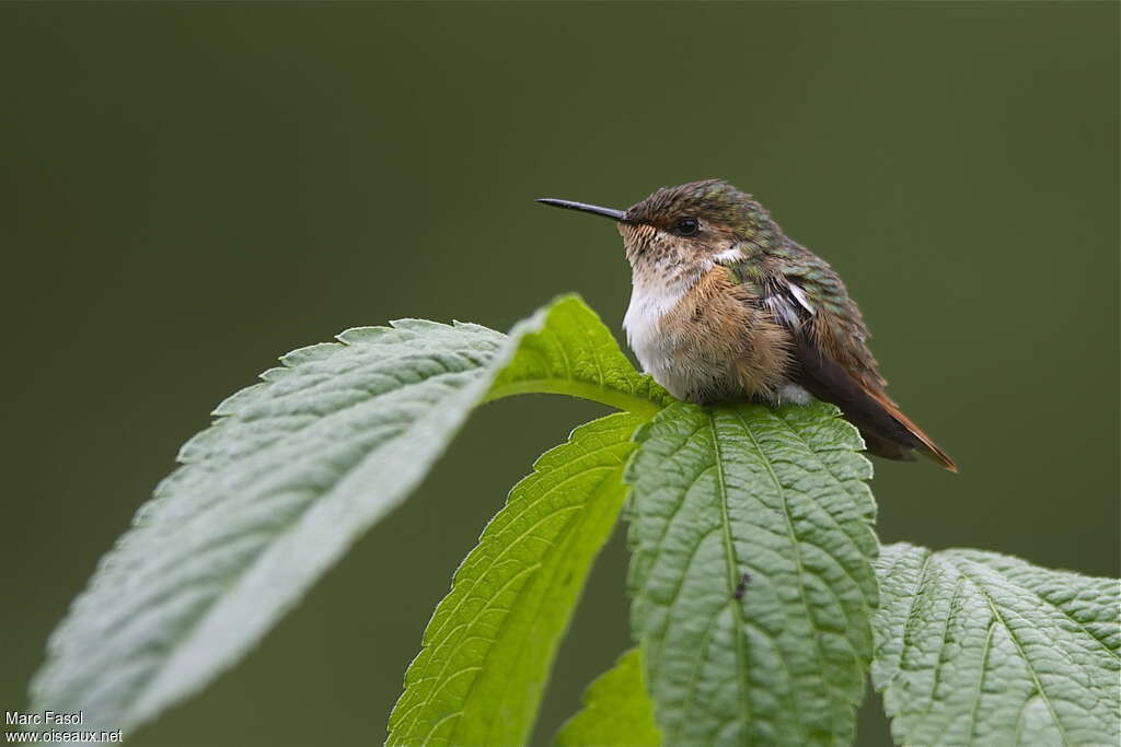 Colibri scintillantimmature, identification