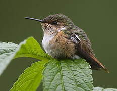 Colibri scintillant