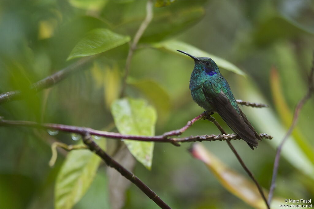 Colibri thalassinadulte, identification