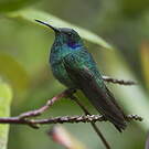 Colibri thalassin