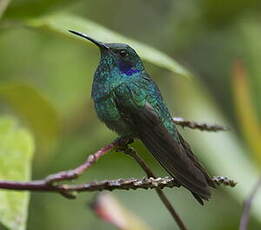 Colibri thalassin