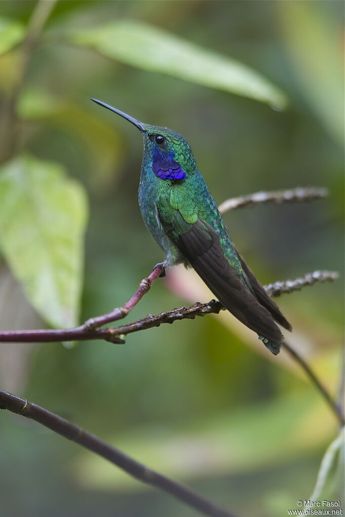 Colibri thalassinadulte nuptial, identification