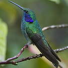 Colibri thalassin