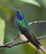 Mexican Violetear