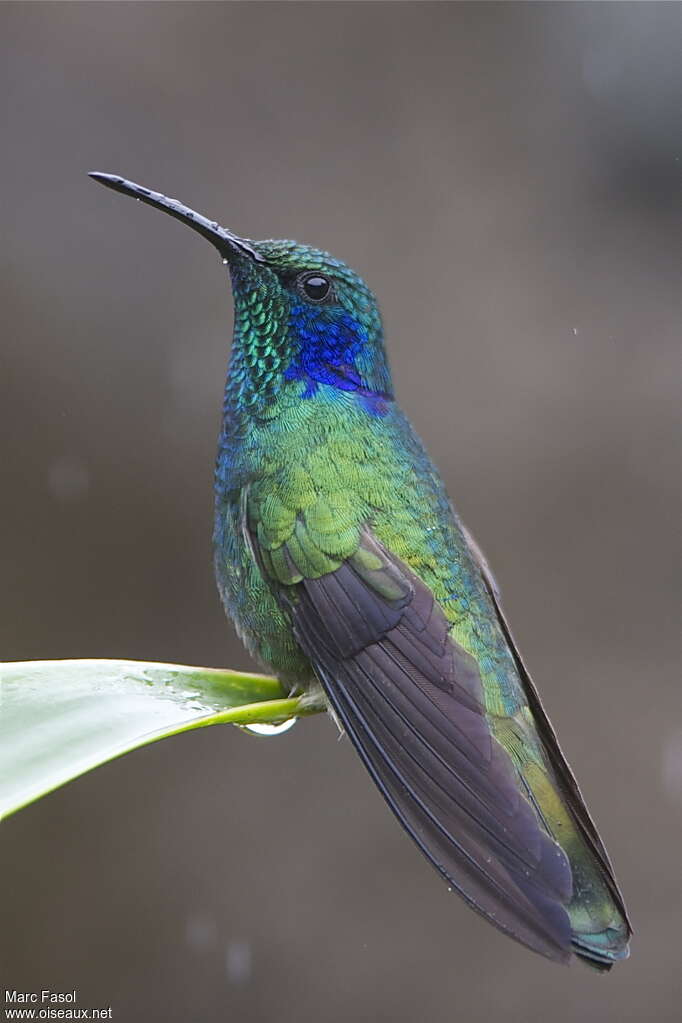 Colibri thalassinadulte, identification