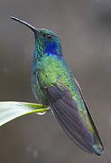 Colibri thalassin