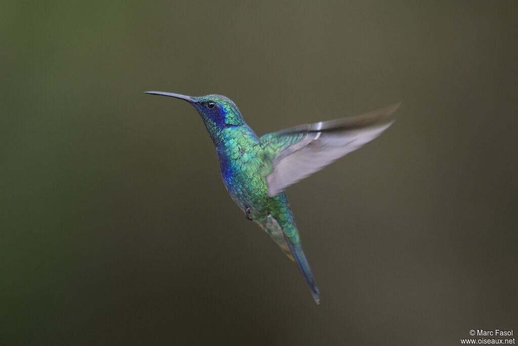 Colibri thalassinadulte nuptial, Vol