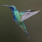 Colibri thalassin