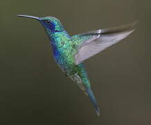 Colibri thalassin