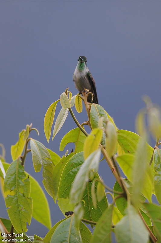 Colibri vert-d'eau mâle adulte nuptial, habitat, pigmentation