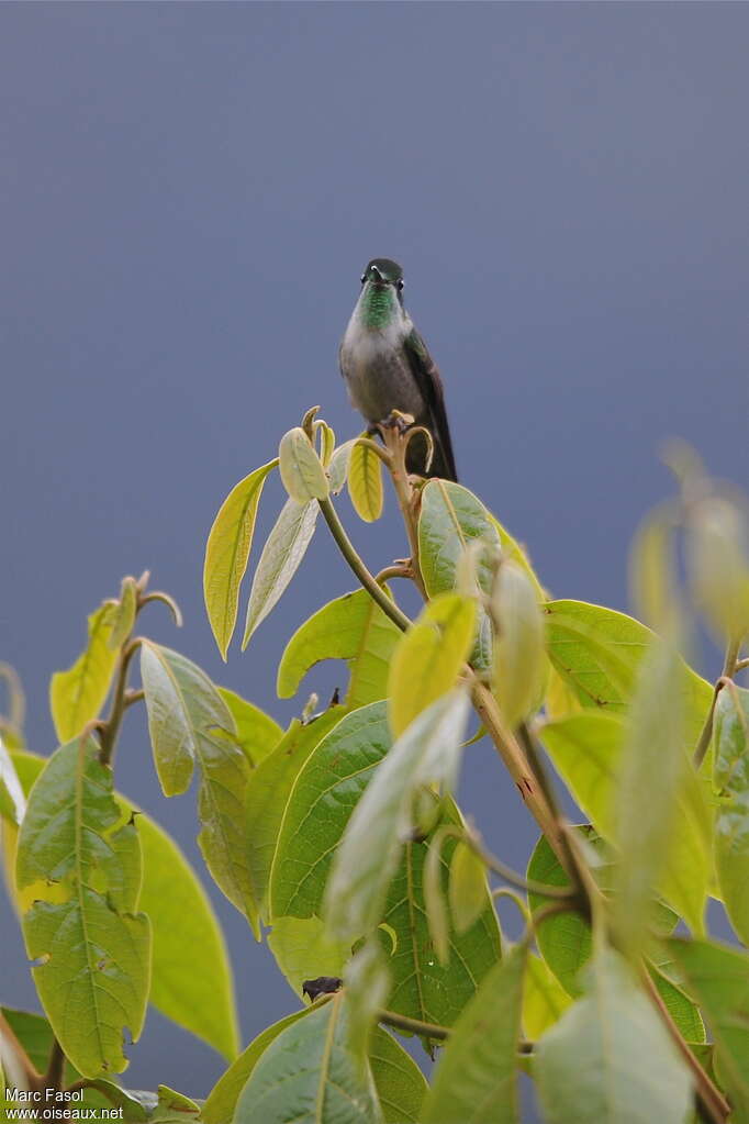 Colibri vert-d'eau mâle adulte nuptial, habitat, pigmentation