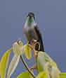 Colibri vert-d'eau