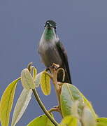 Green-throated Mountaingem