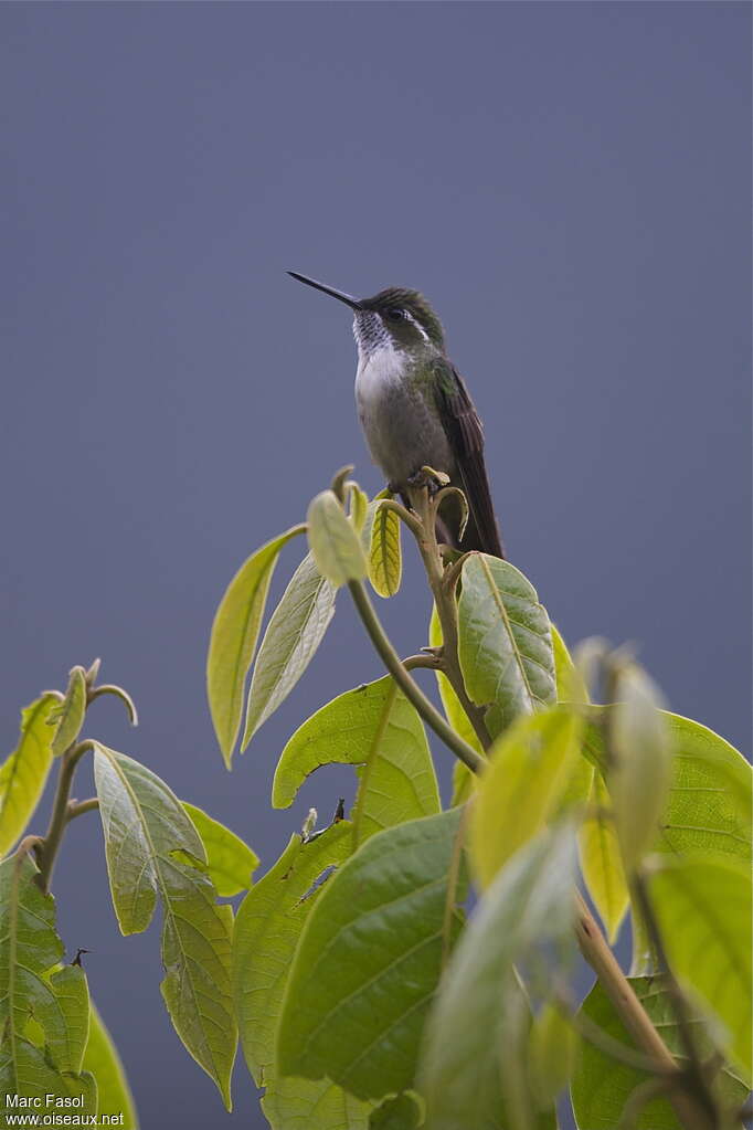 Green-throated Mountaingem male adult breeding, identification