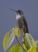 Colibri vert-d'eau