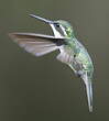 Colibri vert-d'eau