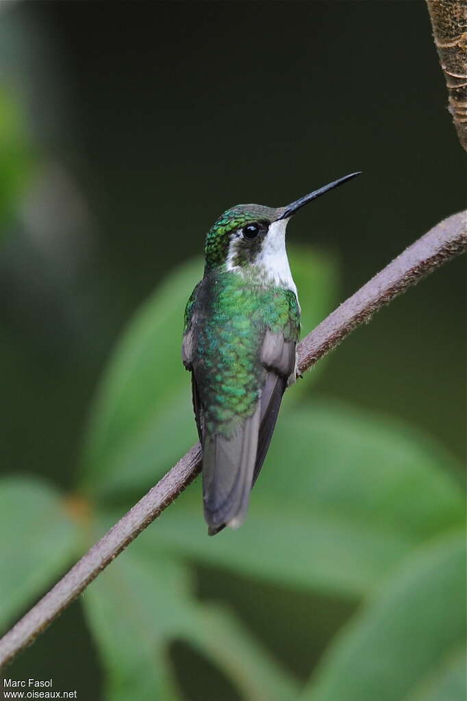 Green-throated Mountaingem female adult breeding, identification