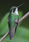 Colibri vert-d'eau