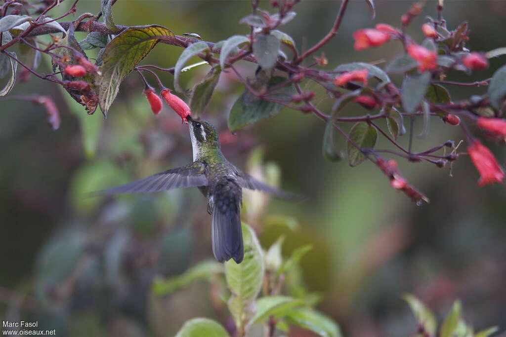 Colibri vert-d'eau femelle adulte nuptial, identification, Vol, régime