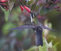 Colibri vert-d'eau