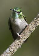 Colibri vert-d'eau