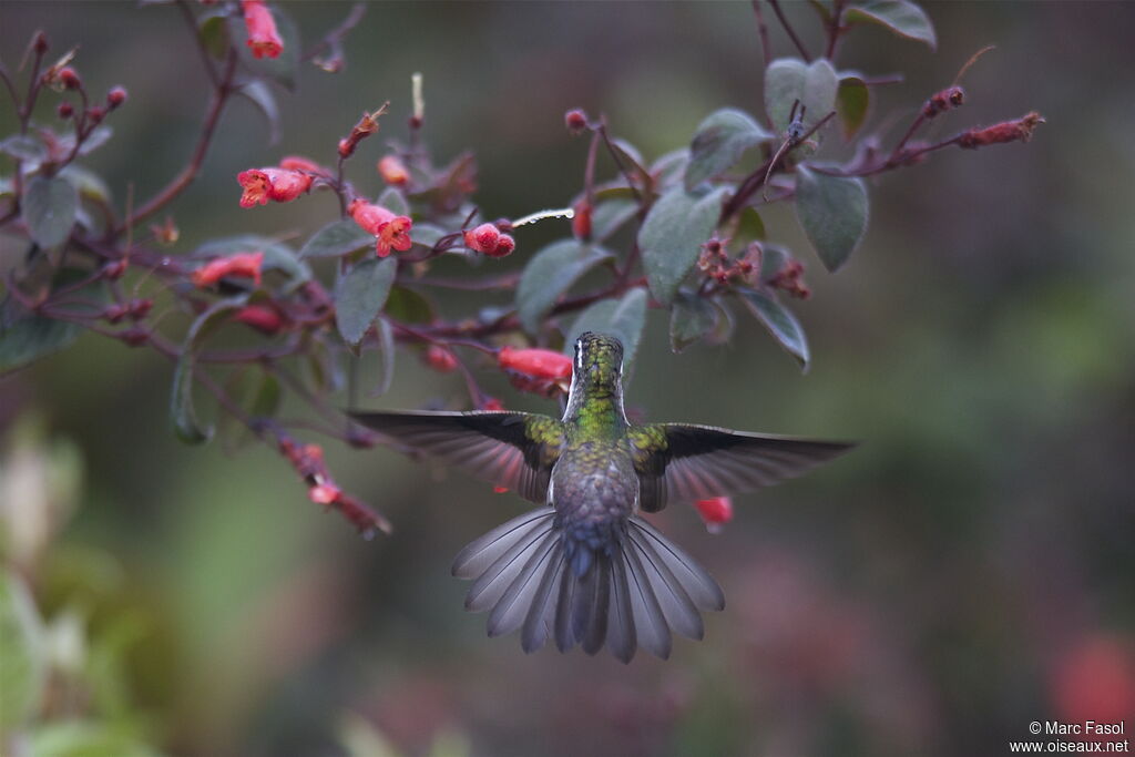 Colibri vert-d'eau mâle adulte nuptial, Vol, mange