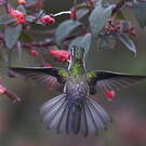 Colibri vert-d'eau