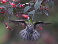 Colibri vert-d'eau