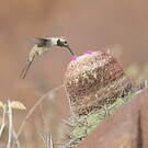 Colibri vesper
