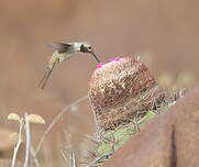 Colibri vesper