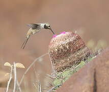 Oasis Hummingbird