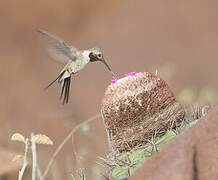 Oasis Hummingbird