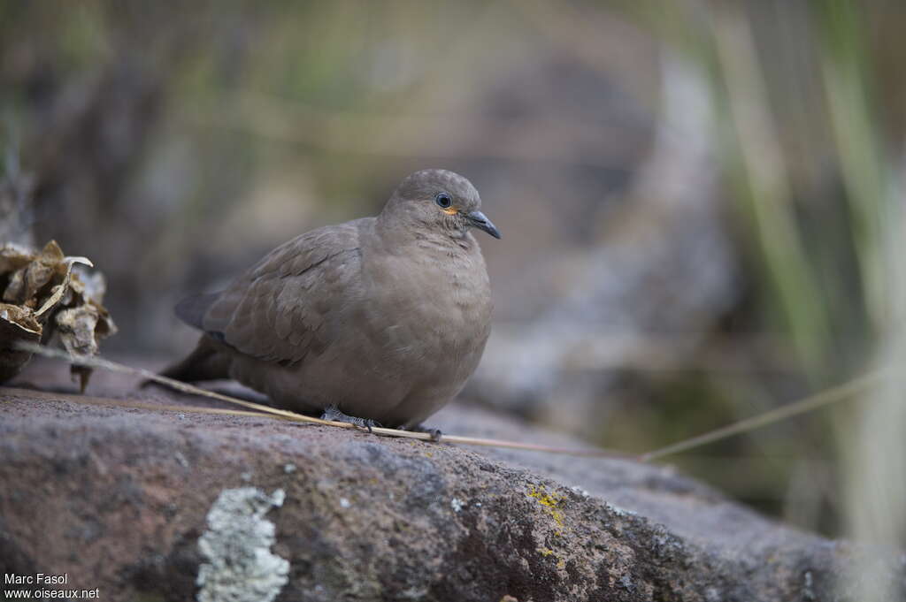 Black-winged Ground Doveadult, identification