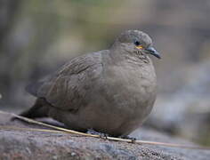 Black-winged Ground Dove