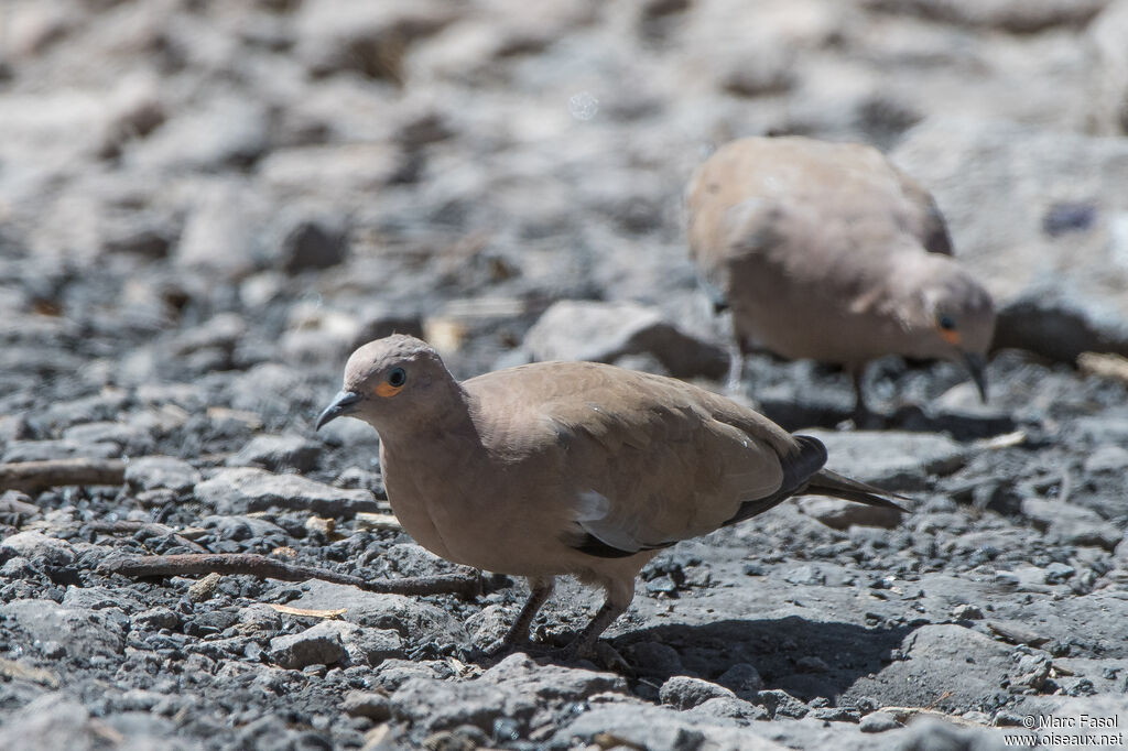 Black-winged Ground Doveadult, identification