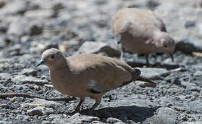 Black-winged Ground Dove