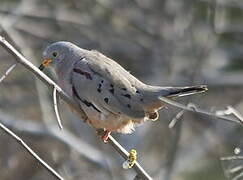 Croaking Ground Dove