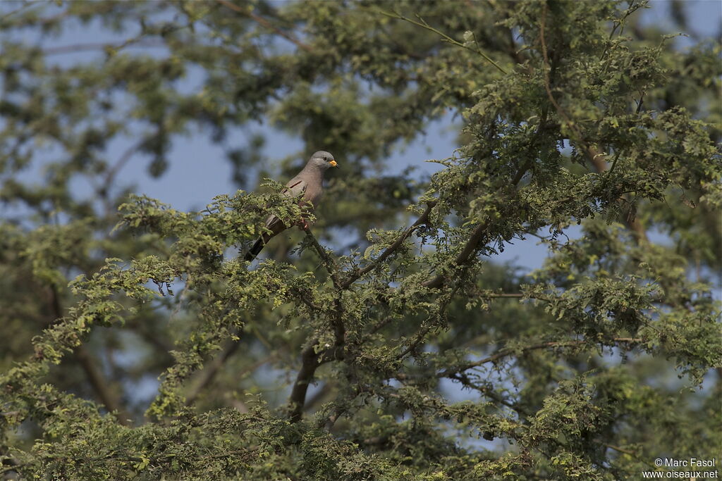 Croaking Ground Dove