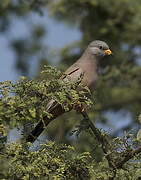 Croaking Ground Dove